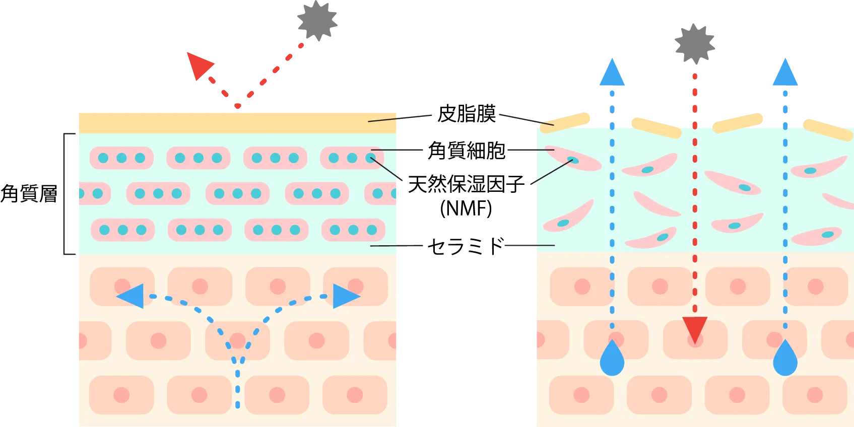 角質層の3つの保湿因子をイメージした図
